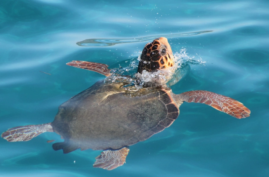 sea turtle snorkeling sea turtle snorkeling