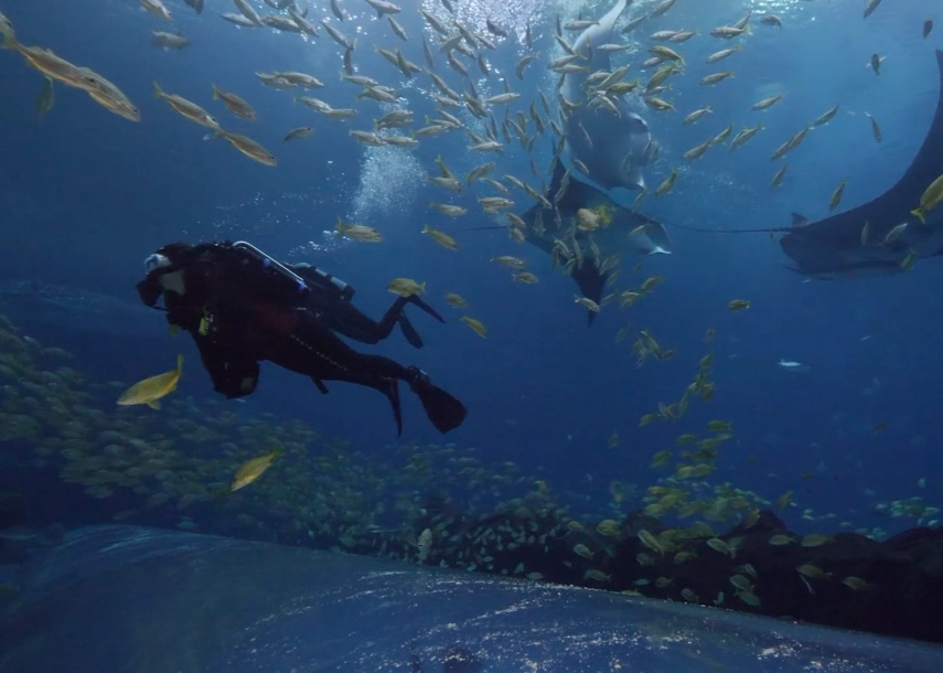 Georgia Aquarium scuba diving Georgia Aquarium scuba diving