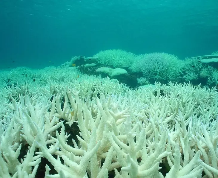 effects of coral bleaching on marine life effects of coral bleaching on marine life