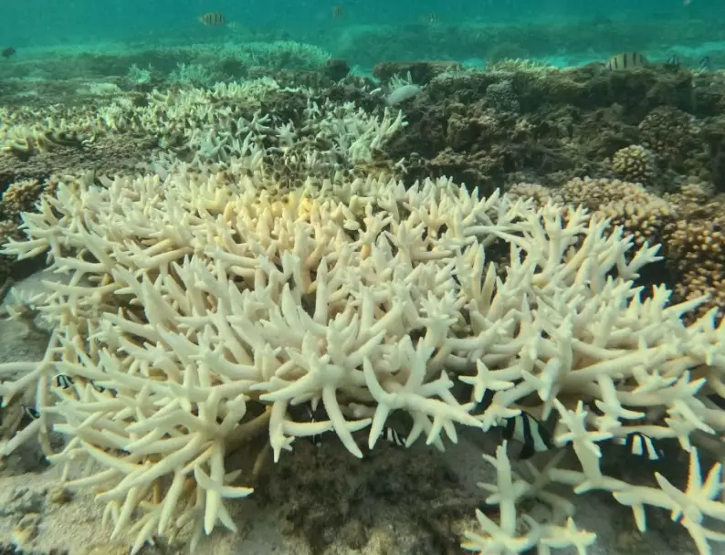 global coral bleaching event global coral bleaching event