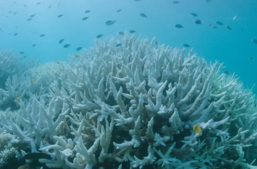 coral bleaching 2024 coral bleaching 2024