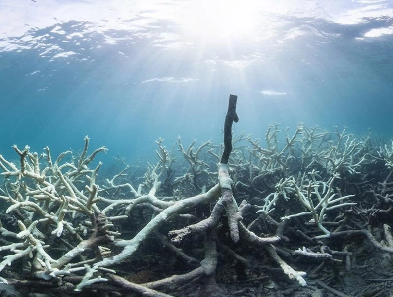 coral bleaching causes coral bleaching causes