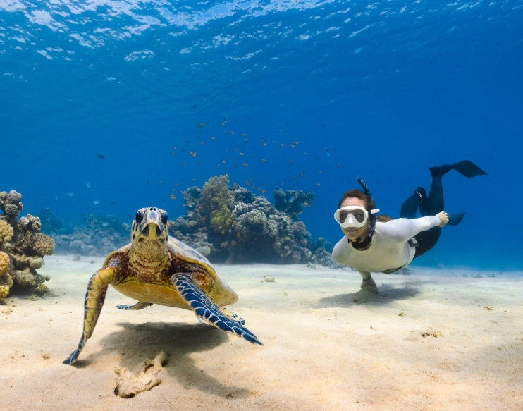 best places to swim with turtles best places to swim with turtles