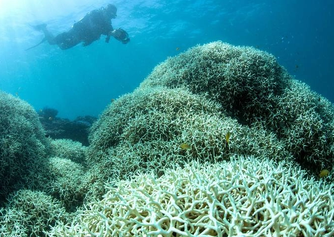 why coral reefs are dying why coral reefs are dying