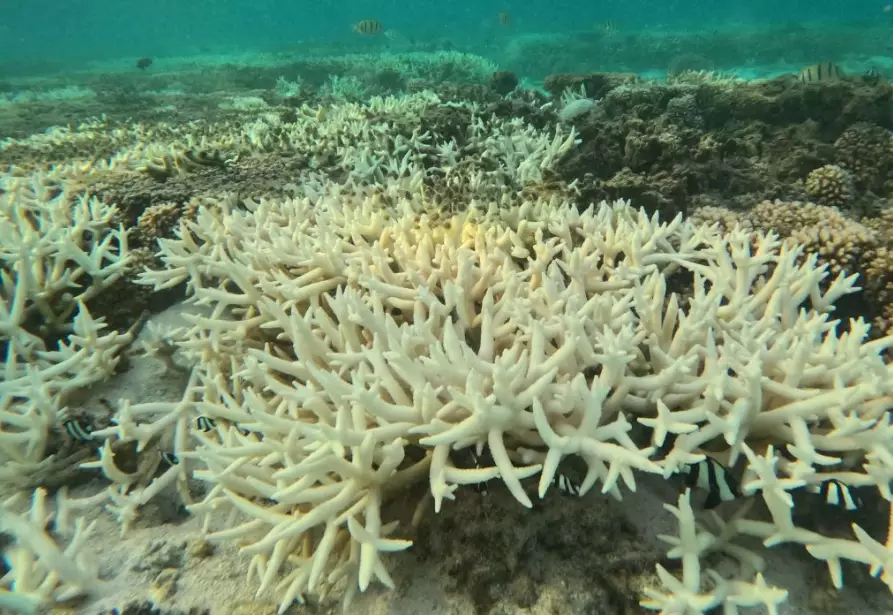 coral bleaching environmental impact coral bleaching environmental impact