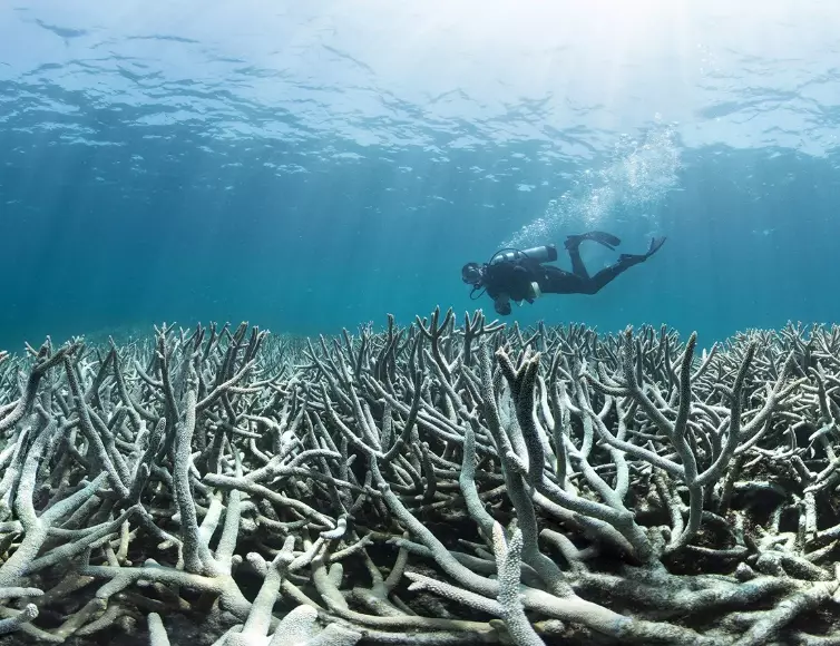 Coral reef collapse