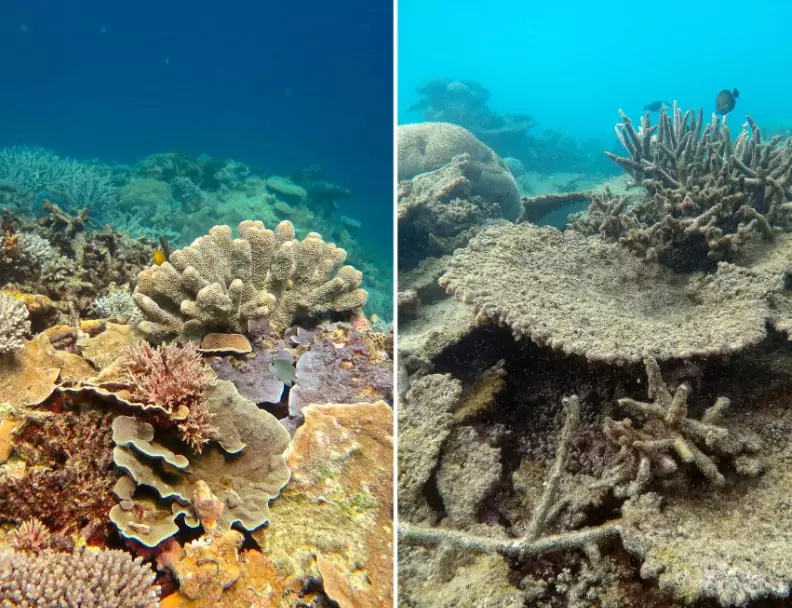 coral bleaching 2024 coral bleaching 2024