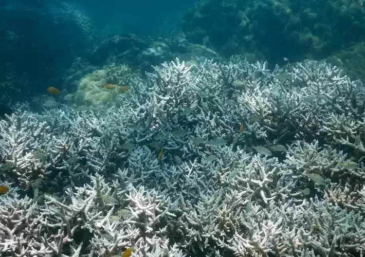 coral reef health coral reef health