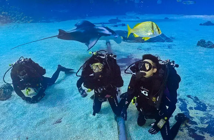 dive with whale sharks dive with whale sharks