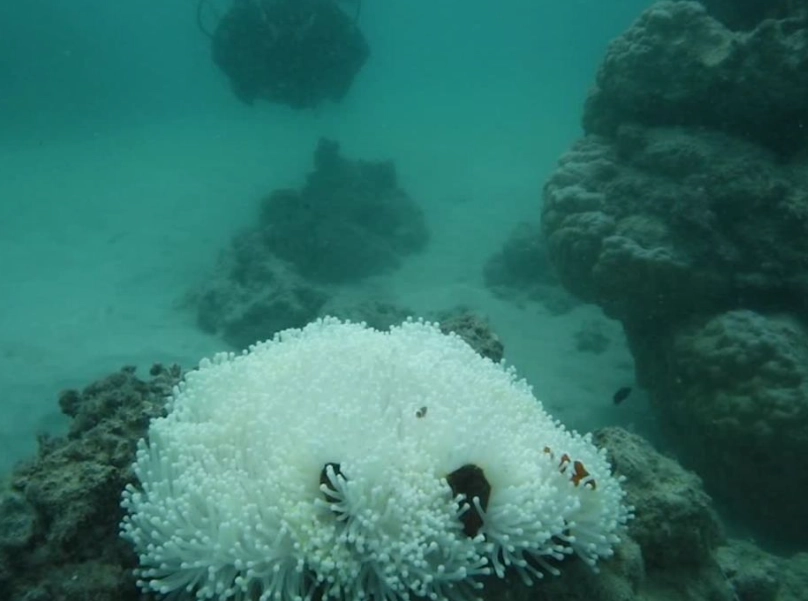 coral reef health coral reef health