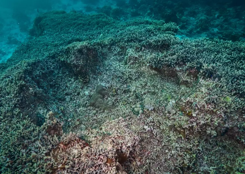 ocean acidification effects ocean acidification effects