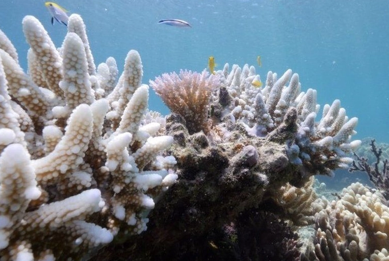 why coral reefs are dying why coral reefs are dying