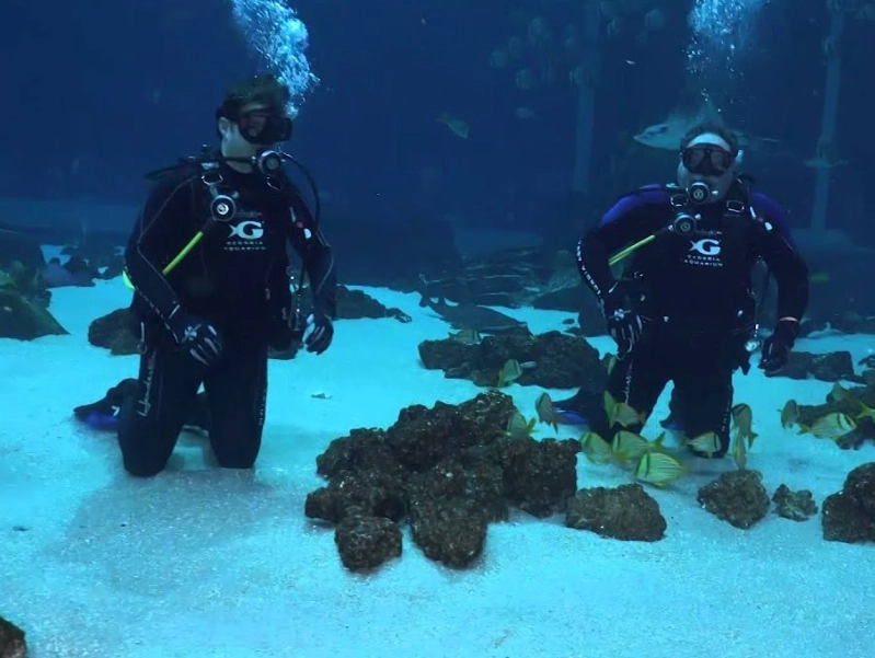 Atlanta aquarium dive experience Atlanta aquarium dive experience