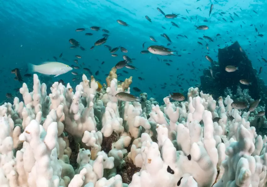 coral reef conservation coral reef conservation