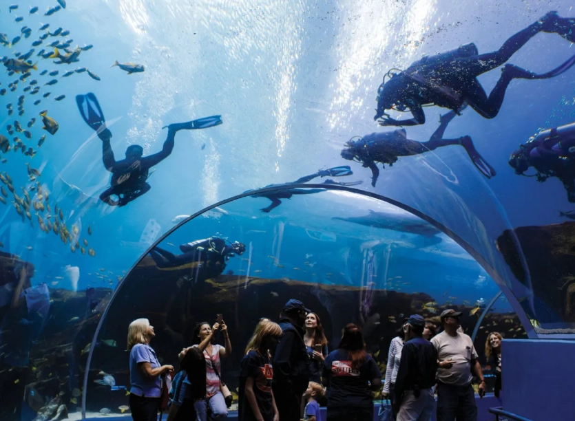 Georgia Aquarium scuba diving Georgia Aquarium scuba diving