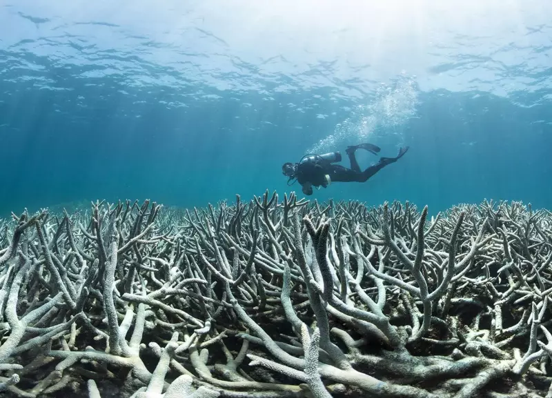 coral bleaching human impact coral bleaching human impact