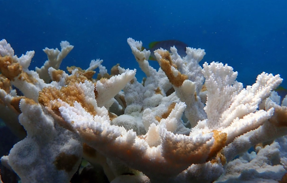 coral bleaching effects coral bleaching effects