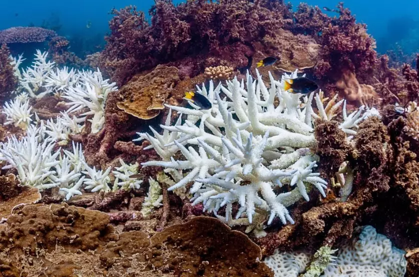 coral bleaching effects coral bleaching effects