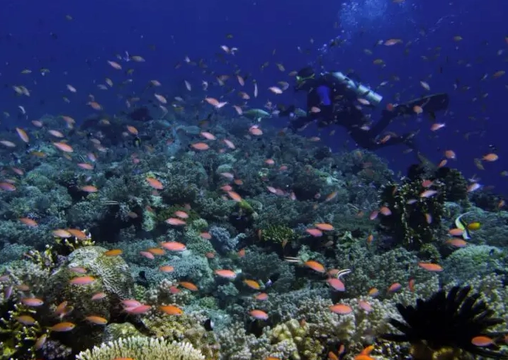 Philippines diving season