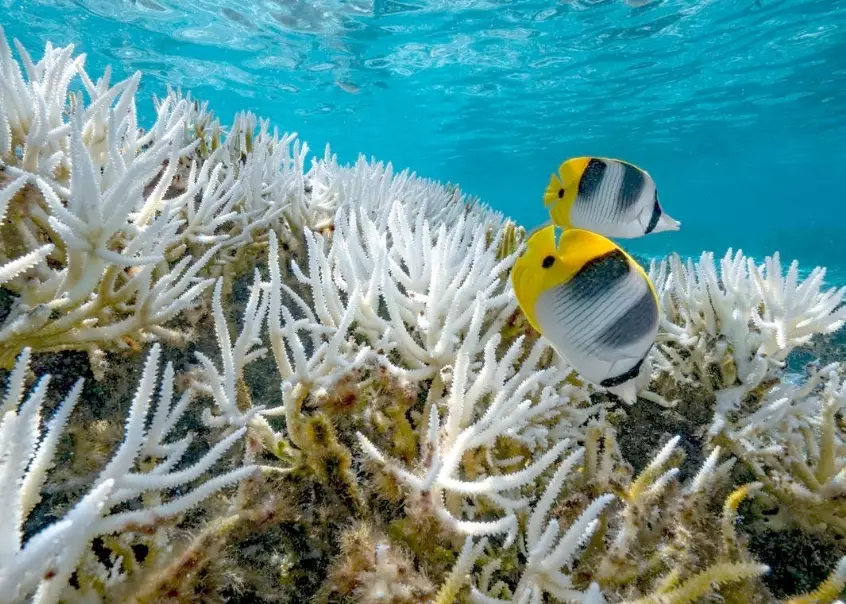 coral bleaching affect humans coral bleaching affect humans