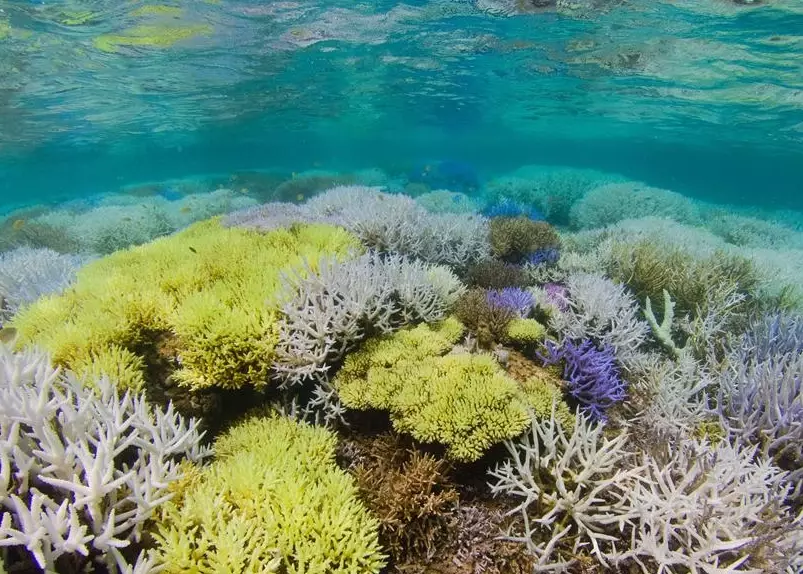 coral reef resilience coral reef resilience