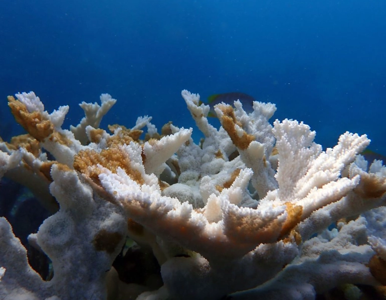 Can coral reefs recover from bleaching?