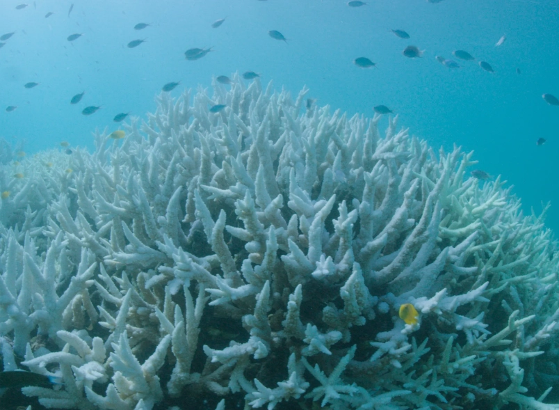 how to help coral reefs recover how to help coral reefs recover