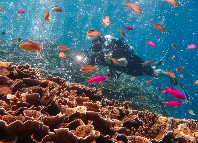 best diving spots in the world best diving spots in the world