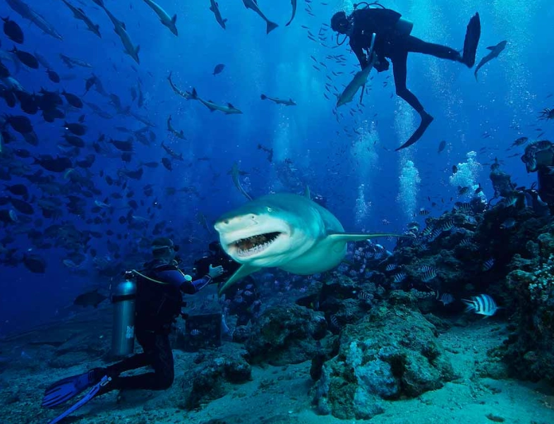 top dive sites top dive sites