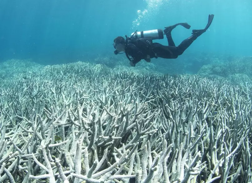 coral bleaching human impact coral bleaching human impact