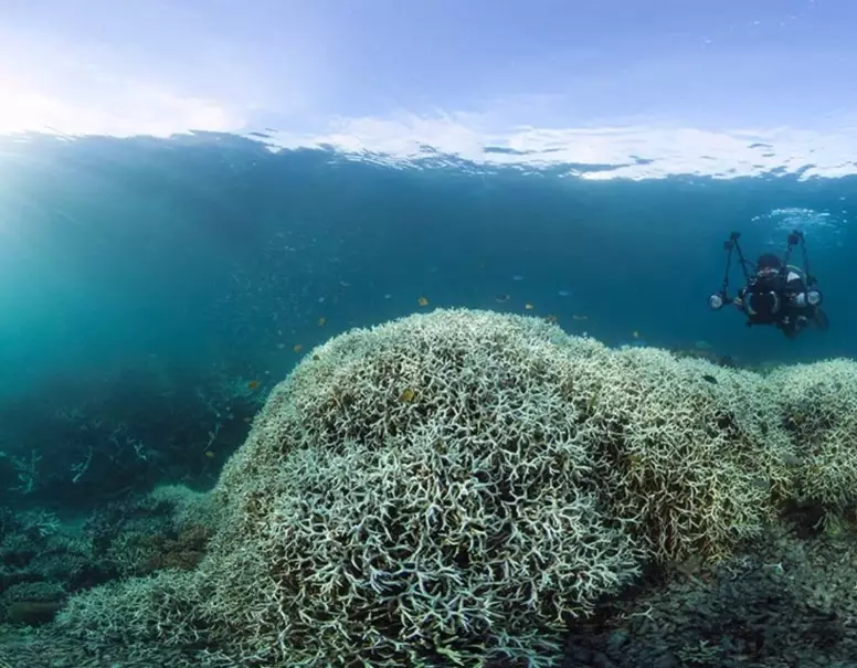how to help coral reefs recover how to help coral reefs recover