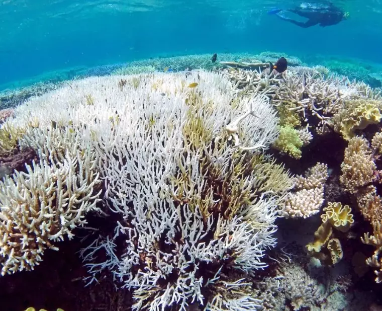 coral bleaching affect humans coral bleaching affect humans