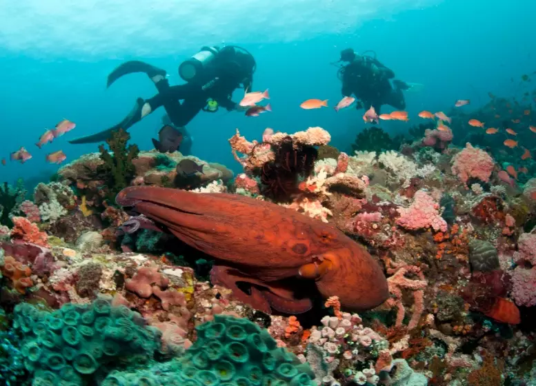 Philippines diving season