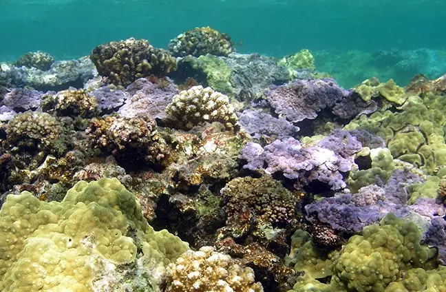 coral reef resilience coral reef resilience