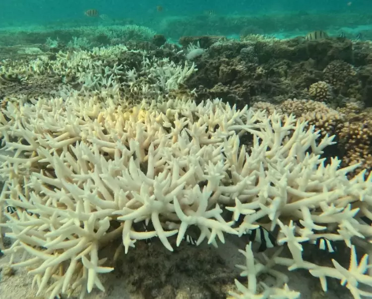 why does coral bleach why does coral bleach