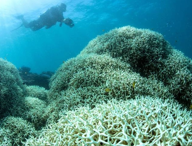 coral bleaching causes coral bleaching causes