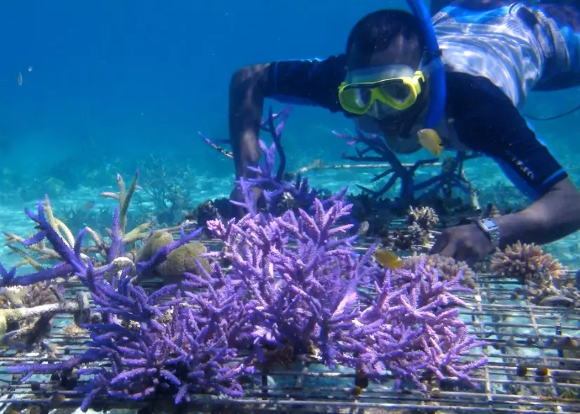 coral bleaching solutions coral bleaching solutions