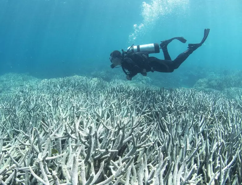 coral reef destruction consequences coral reef destruction consequences