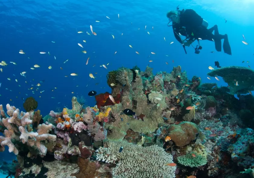 how to help coral reefs how to help coral reefs