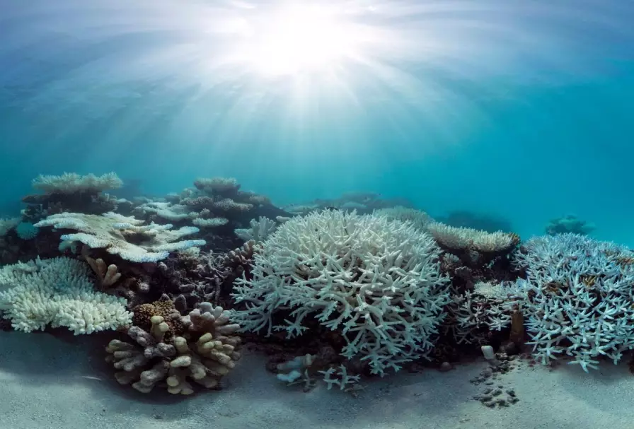 coral bleaching causes coral bleaching causes