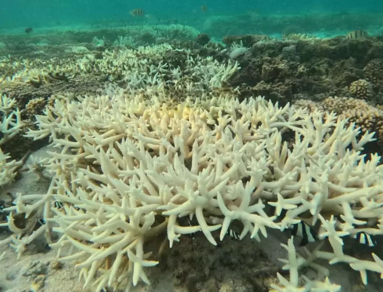 how to reverse coral bleaching how to reverse coral bleaching