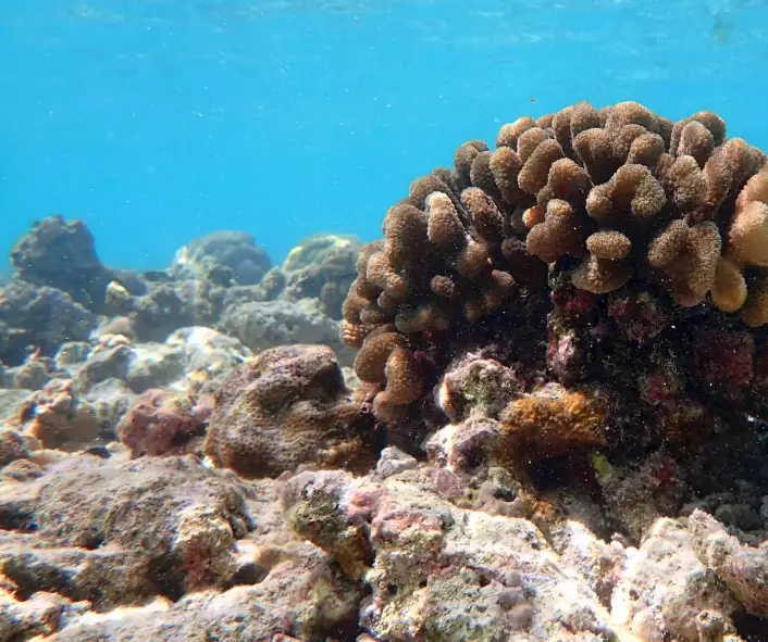 effects of coral bleaching effects of coral bleaching