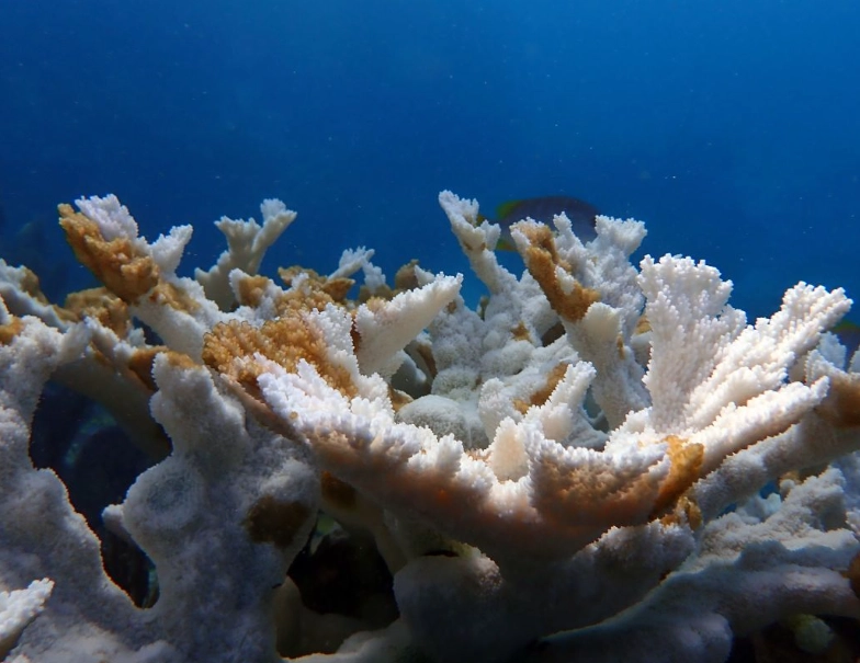 coral reef destruction consequences coral reef destruction consequences