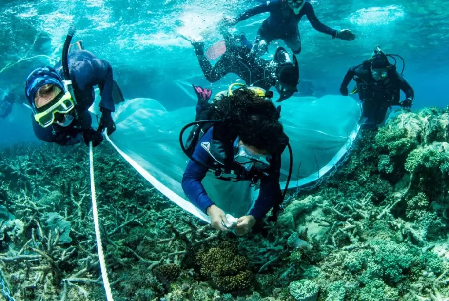 how to help coral reefs how to help coral reefs