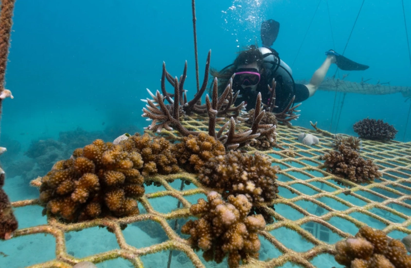 coral bleaching solutions coral bleaching solutions