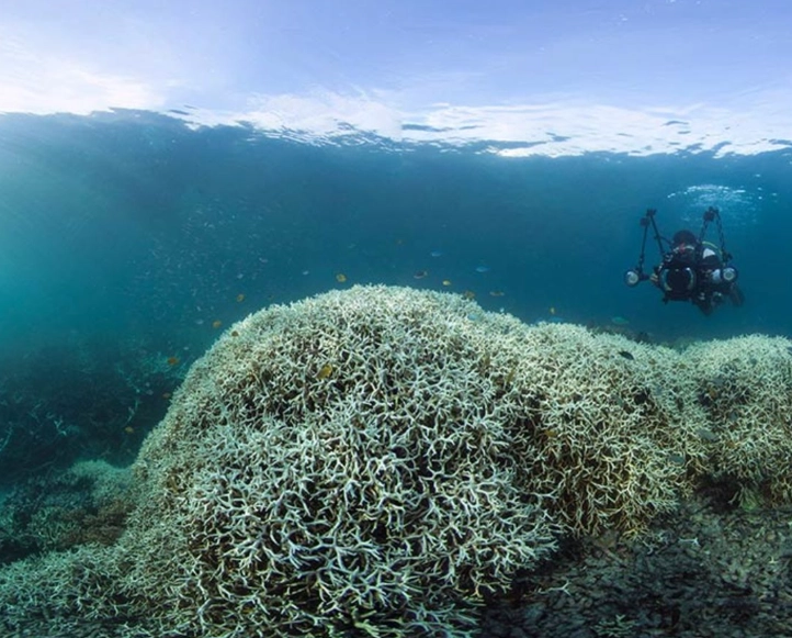 coral reef ecosystem