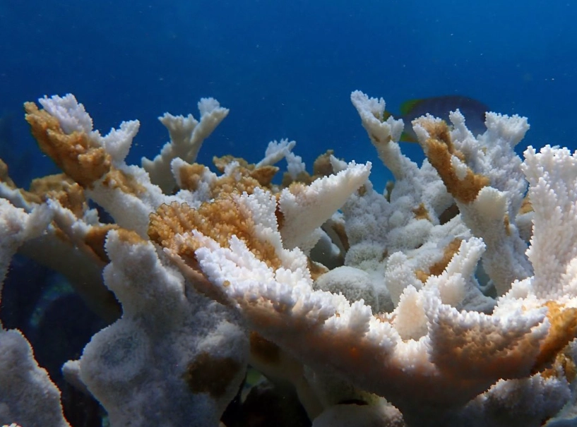 coral reef bleaching coral reef bleaching