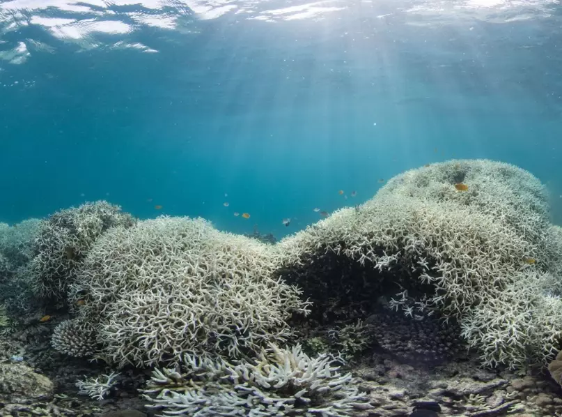 why are coral reefs important why are coral reefs important