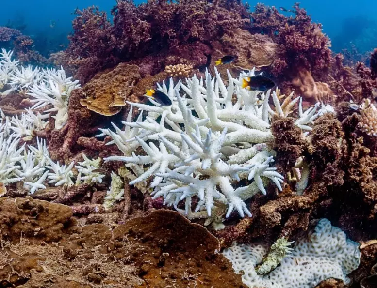 coral reef restoration coral reef restoration