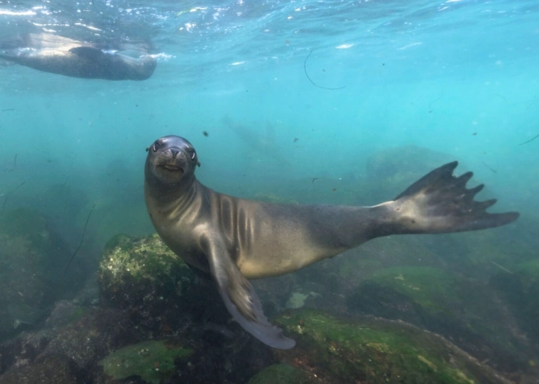 shore diving for beginners